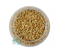 Пшеница для проращивания Алтайкрупа 100 гр